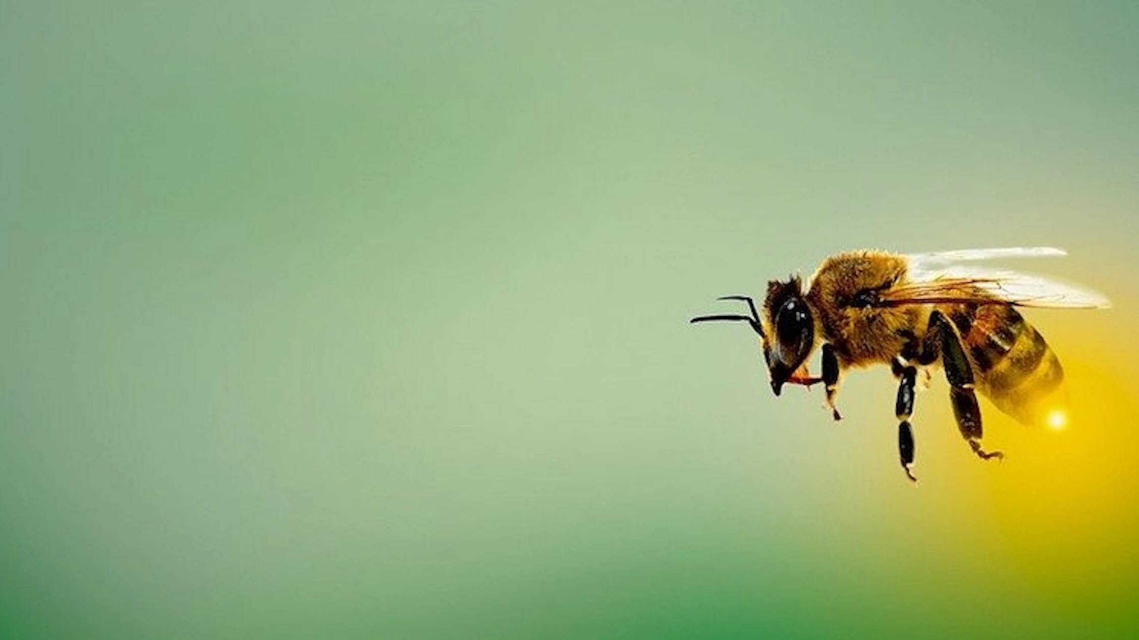 Over bloemetjes en bijtjes