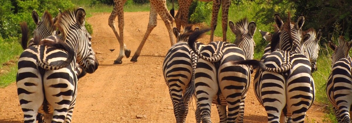 Op safari naar Tanzania