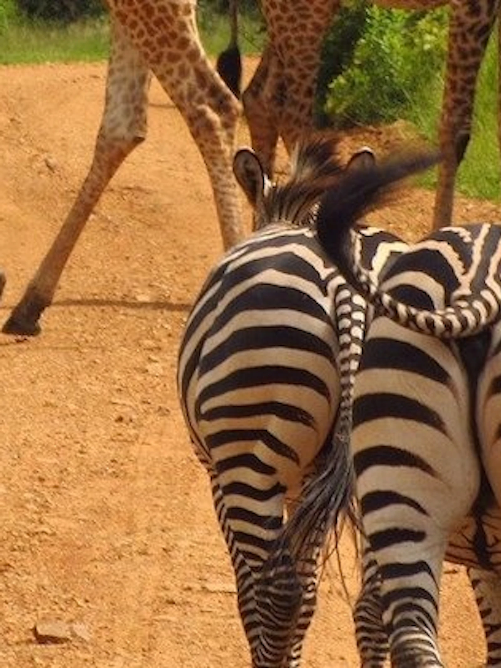 Op safari naar Tanzania