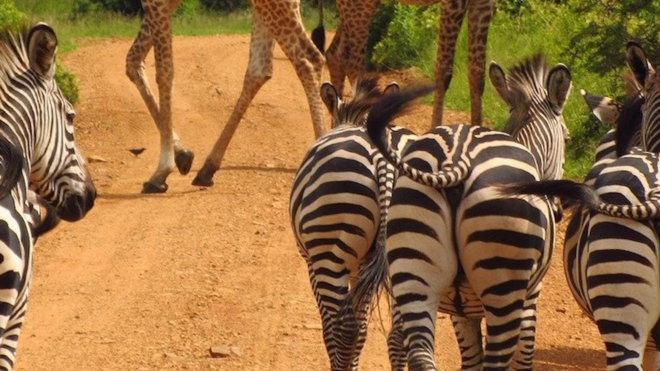 Op safari naar Tanzania
