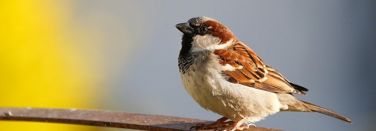 Bestudeer nesten van mussen
