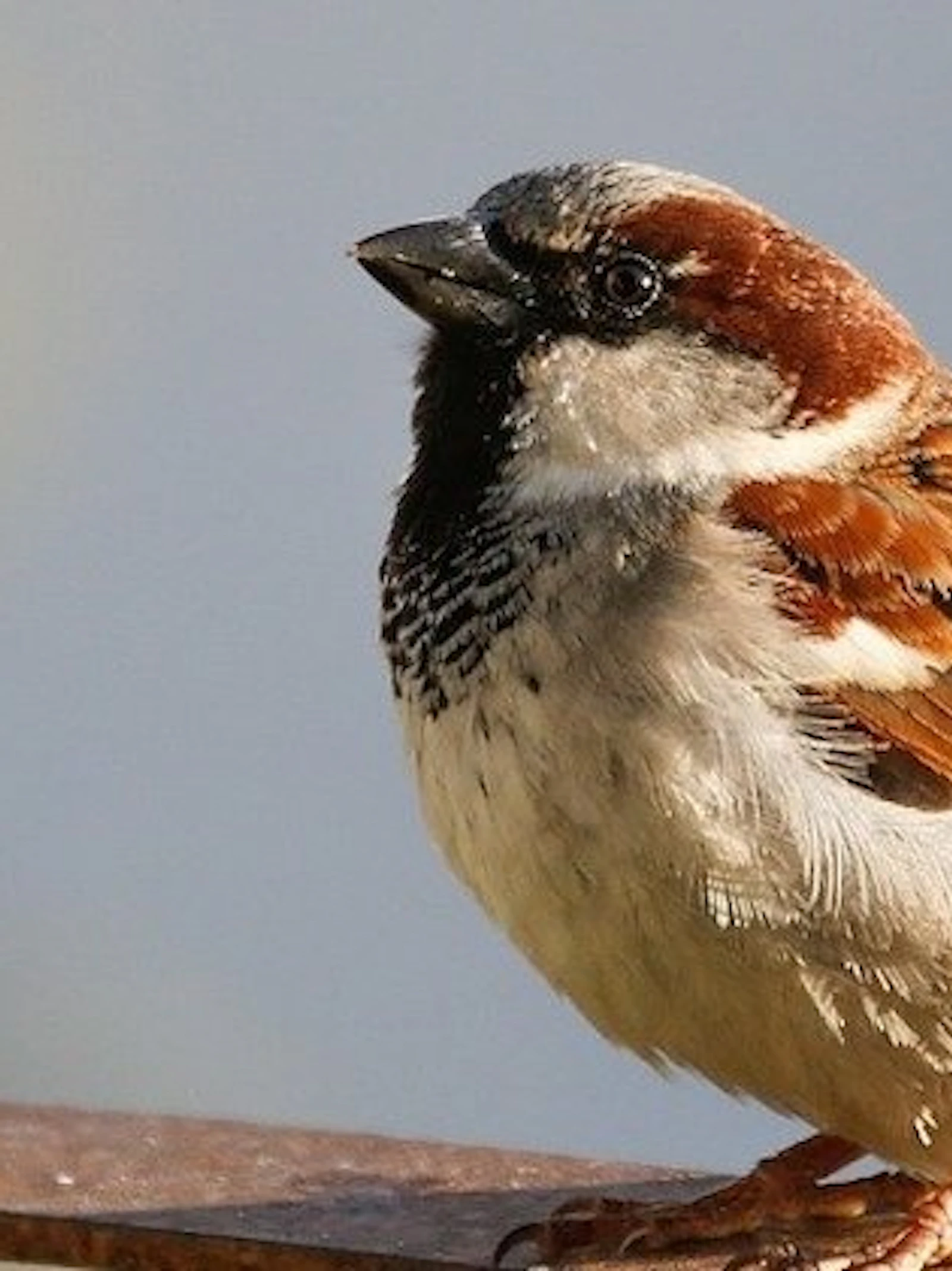 Bestudeer nesten van mussen