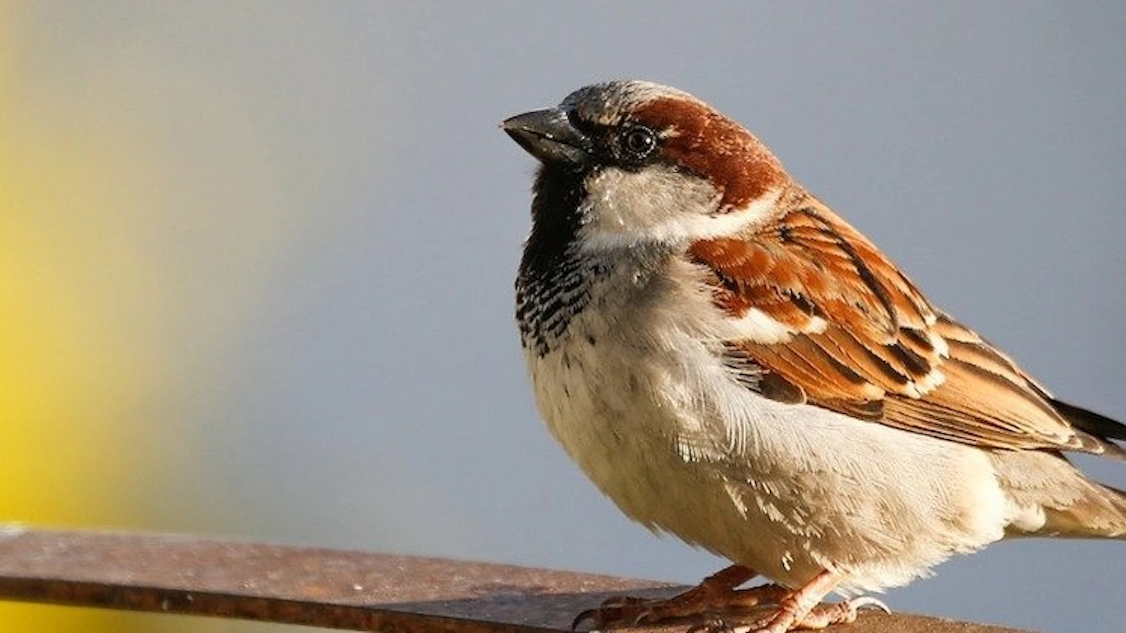 Bestudeer nesten van mussen