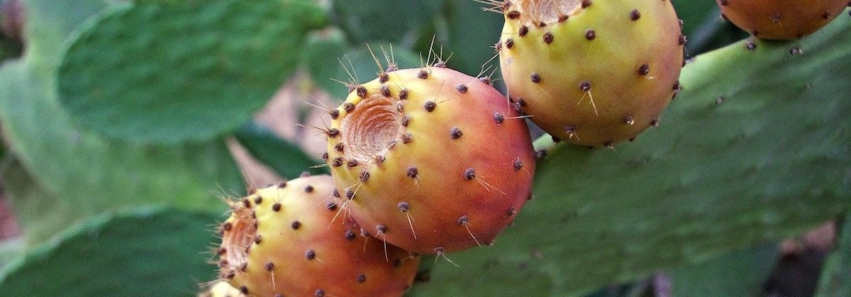 Houden dieren van cactussen?