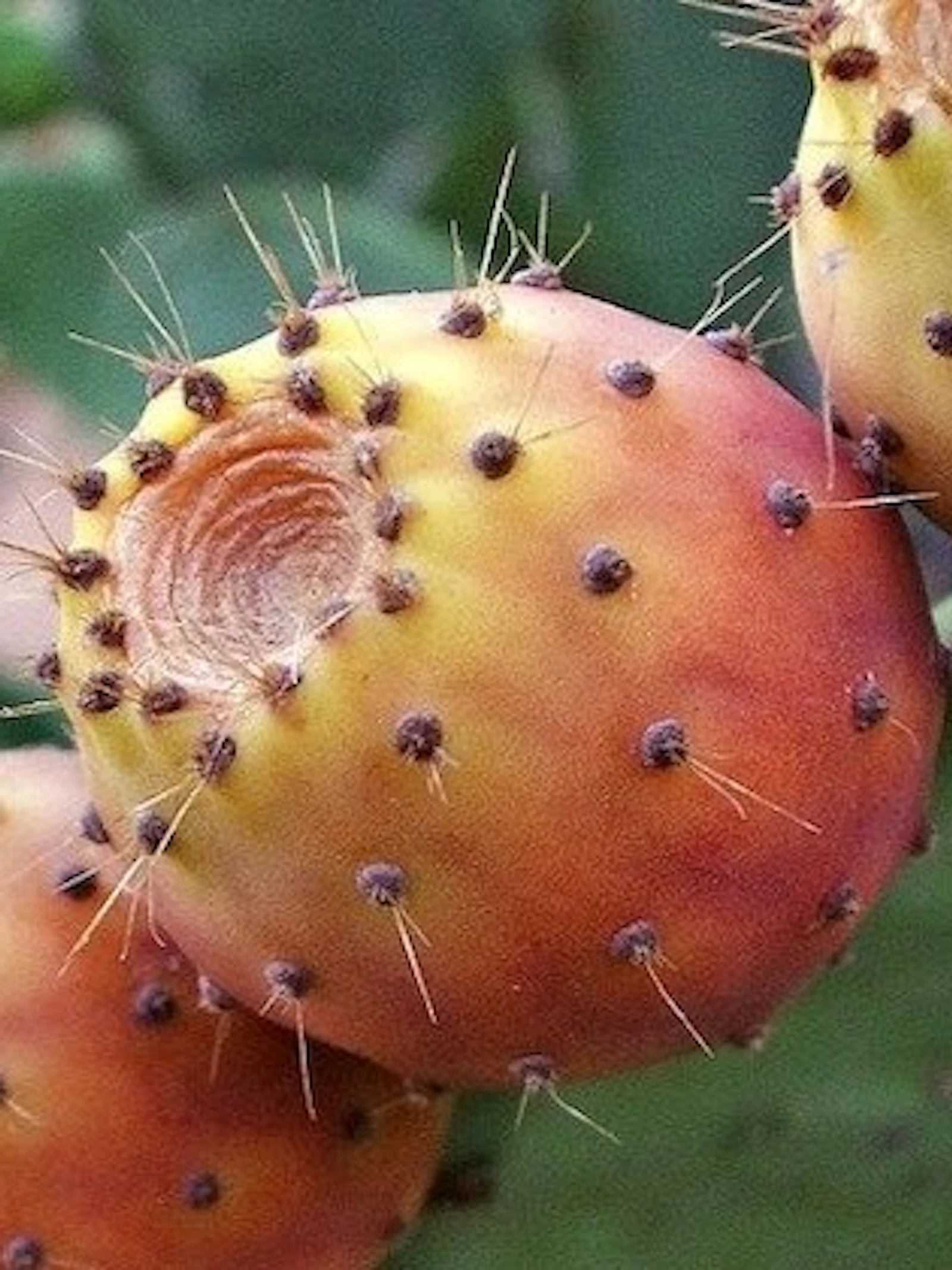 Houden dieren van cactussen?
