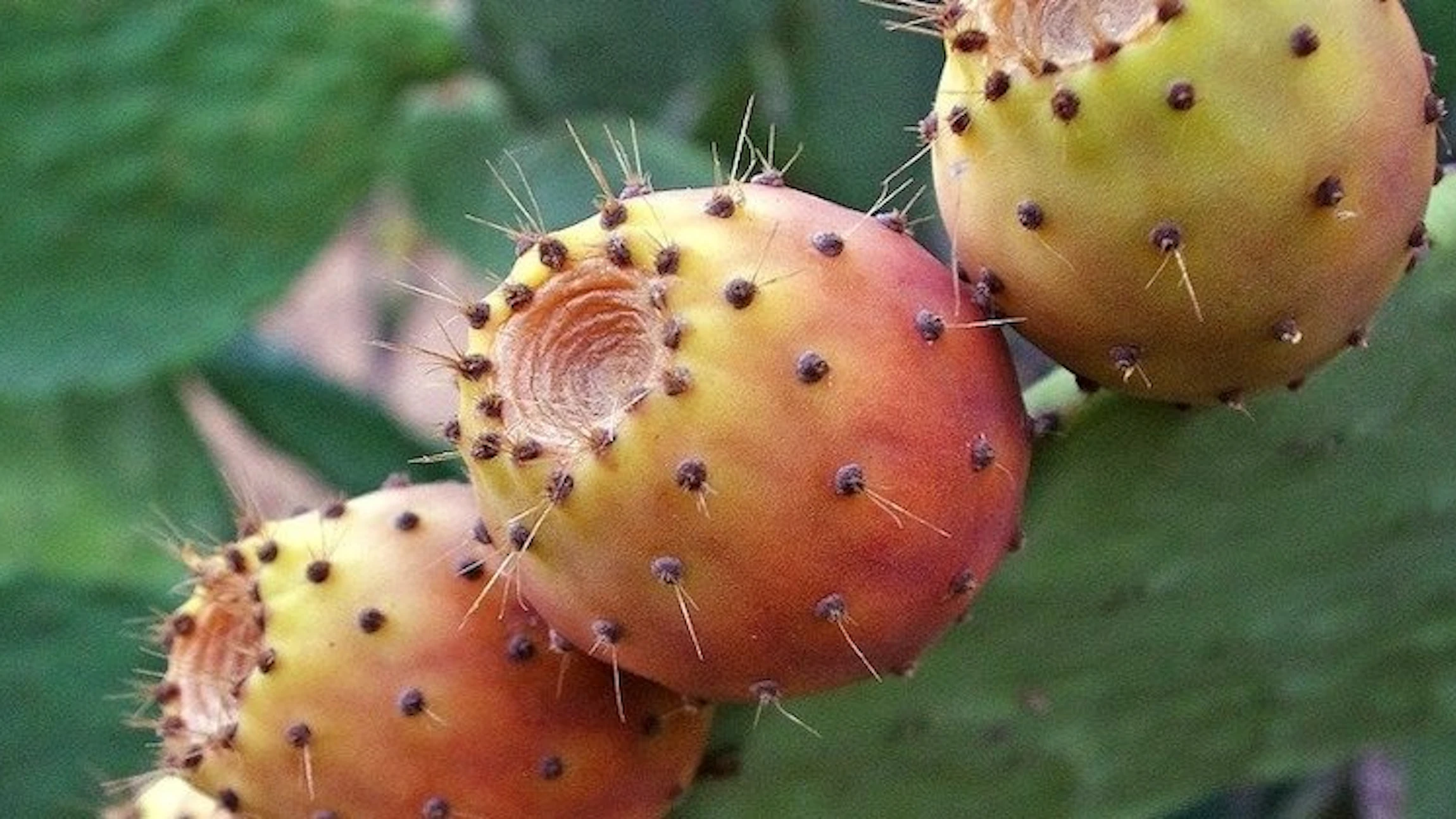 Houden dieren van cactussen?