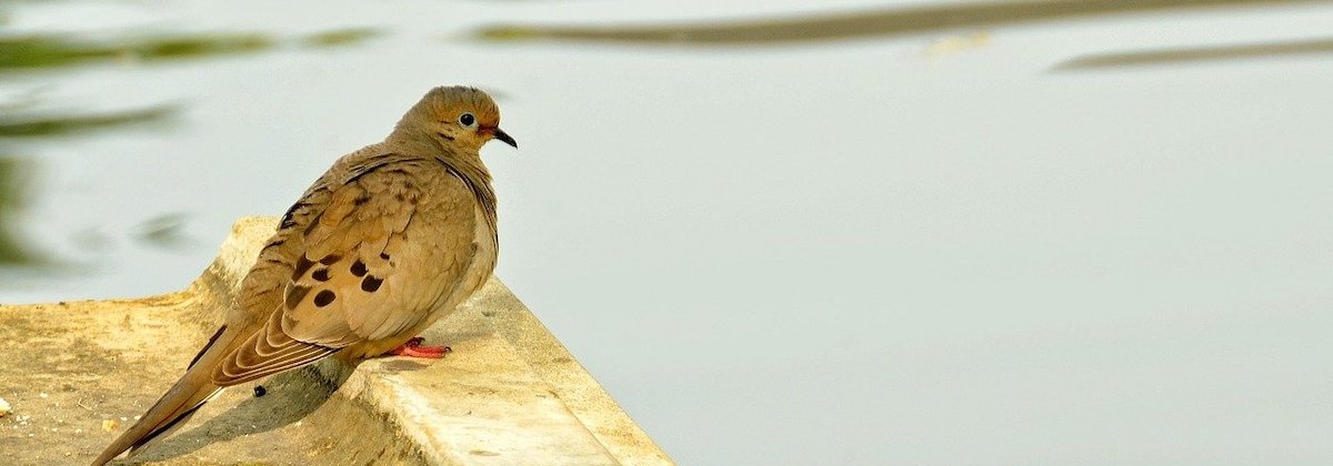 Dieren in de stad