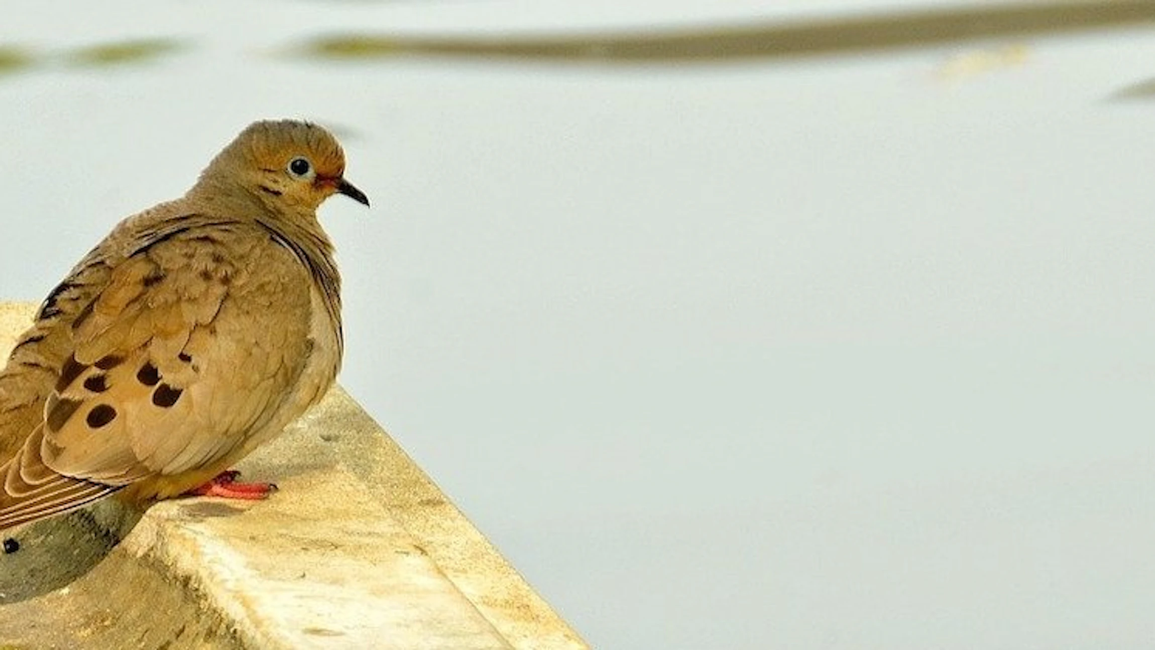 Dieren in de stad
