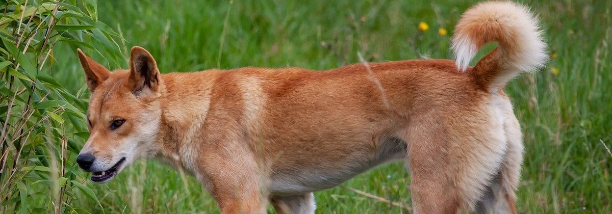 Wat doet de dingo?