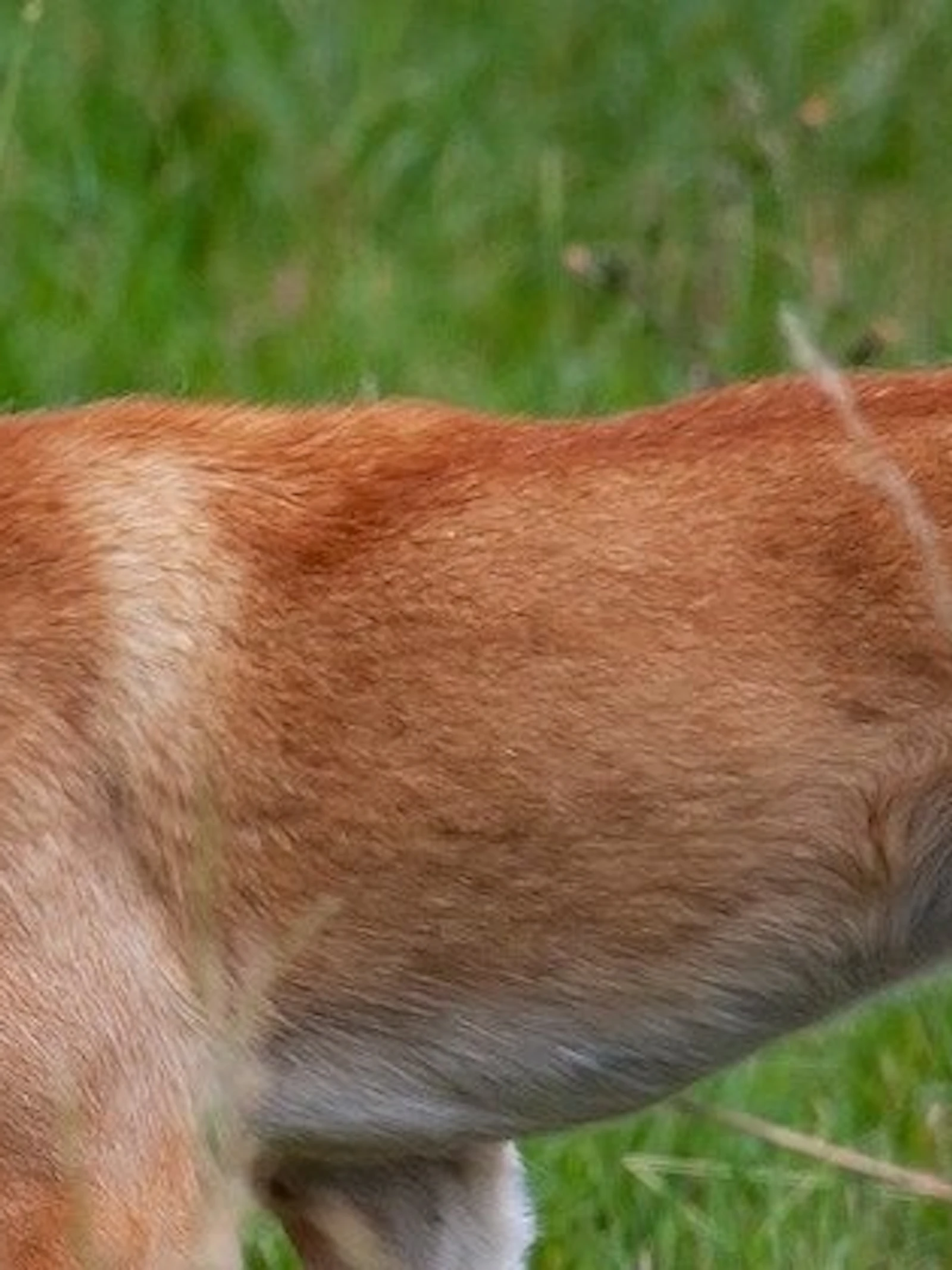 Wat doet de dingo?