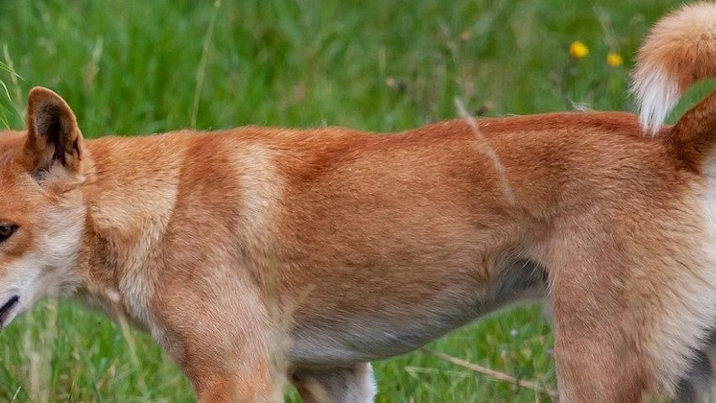 Wat doet de dingo?