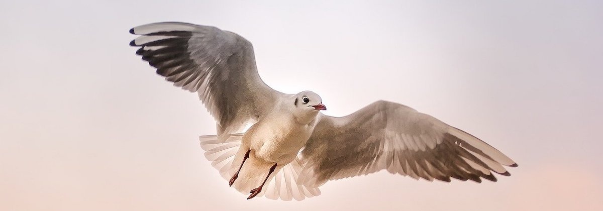 Hoe gaat het met de kustvogels?