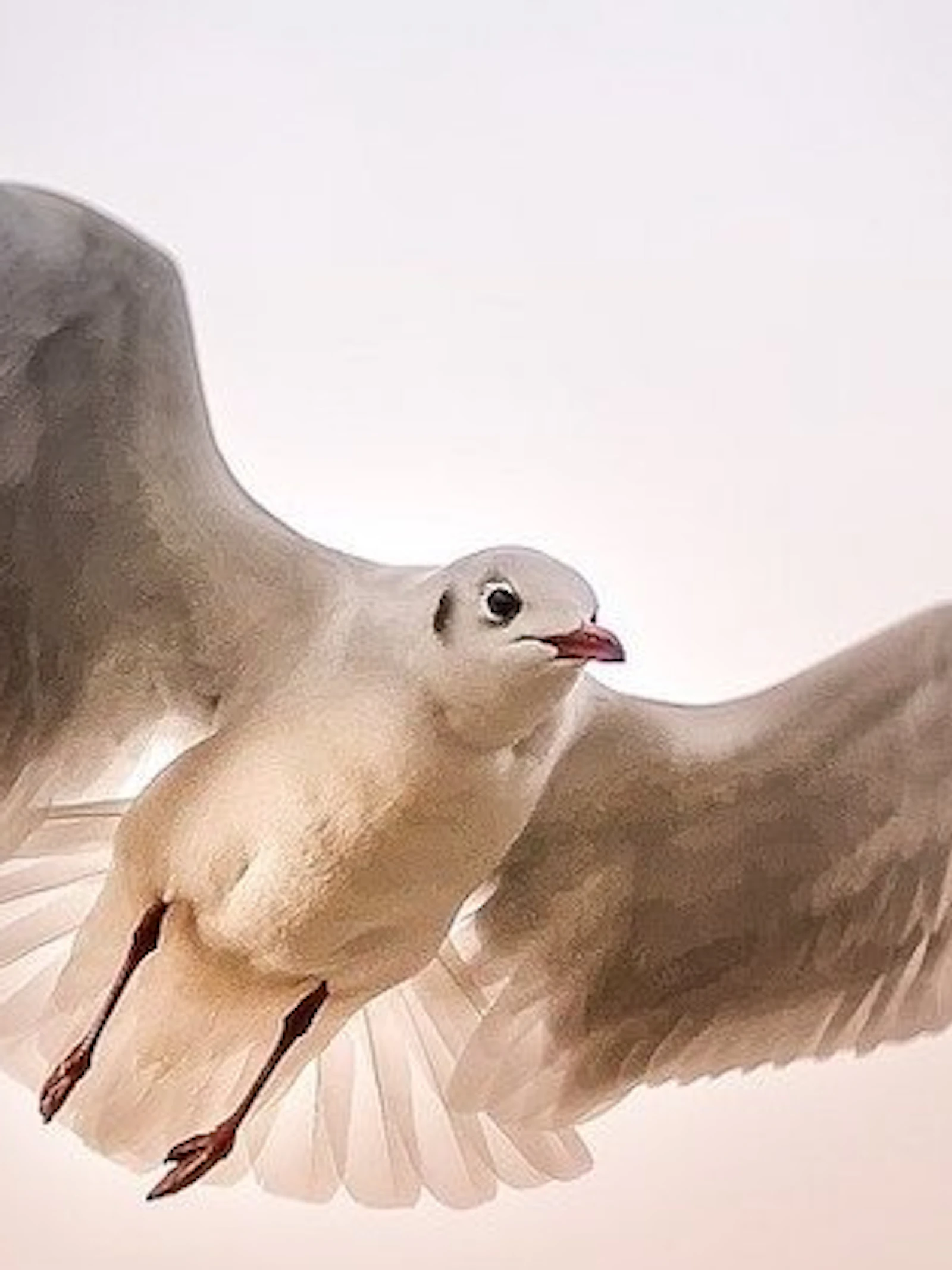 Hoe gaat het met de kustvogels?