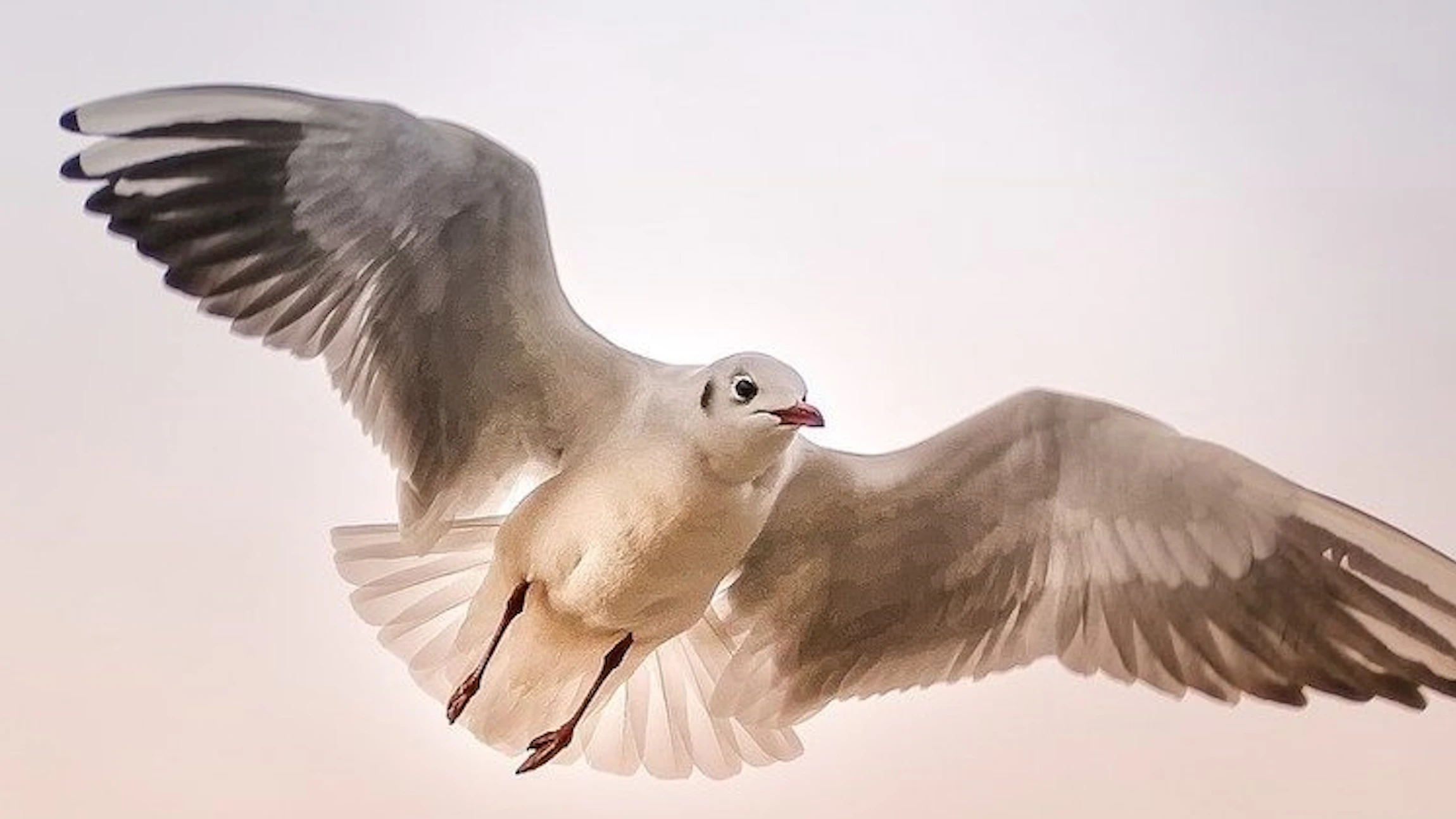 Hoe gaat het met de kustvogels?