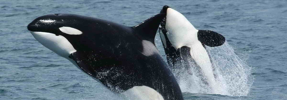 Hoe moordzuchtig is de orka?