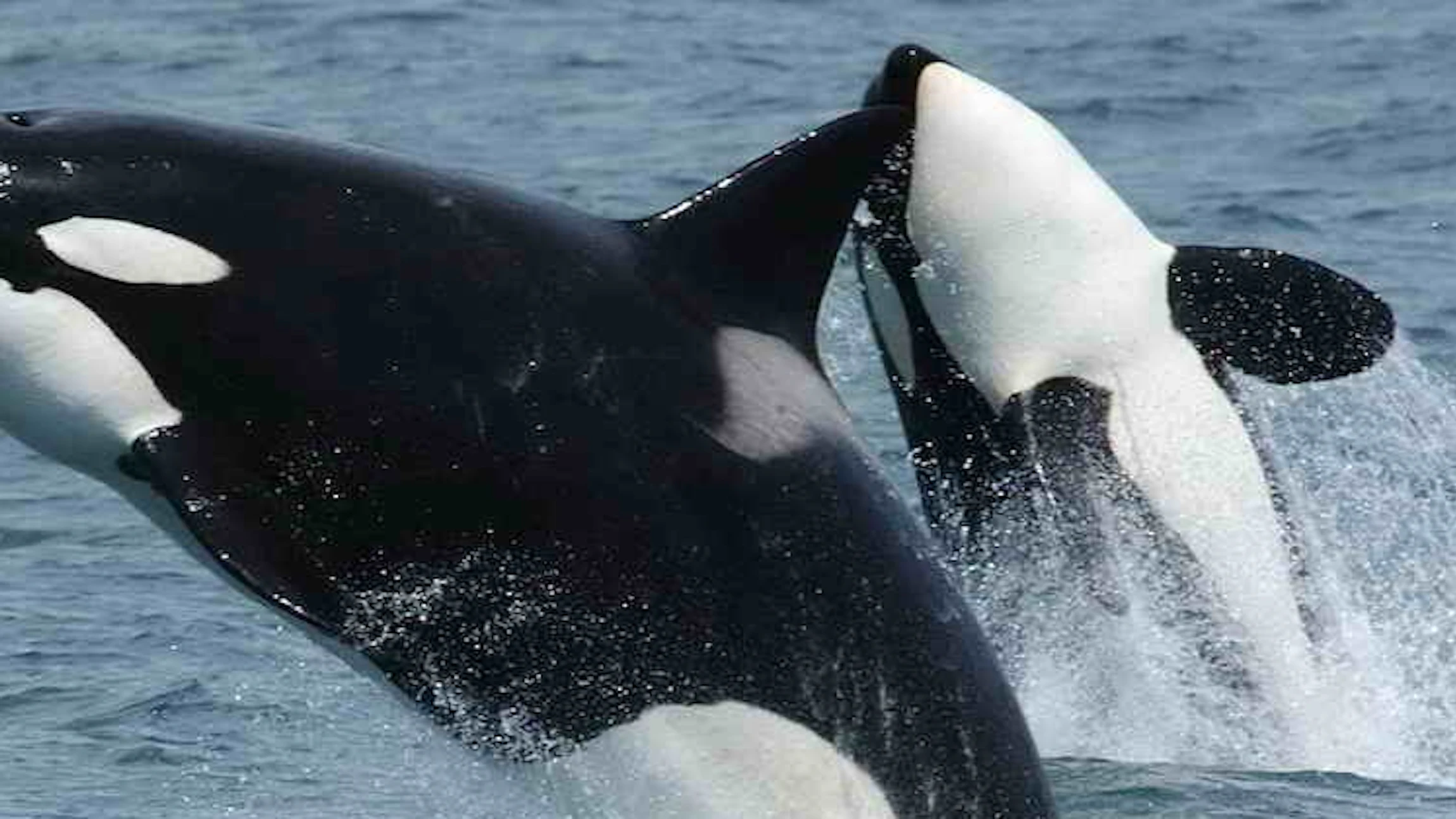 Hoe moordzuchtig is de orka?