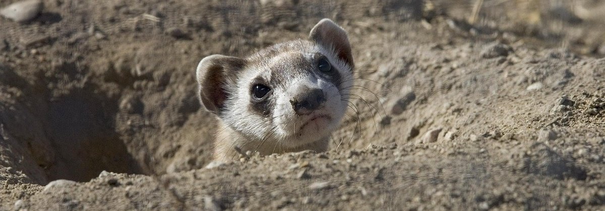 Bestudeer wilde dieren