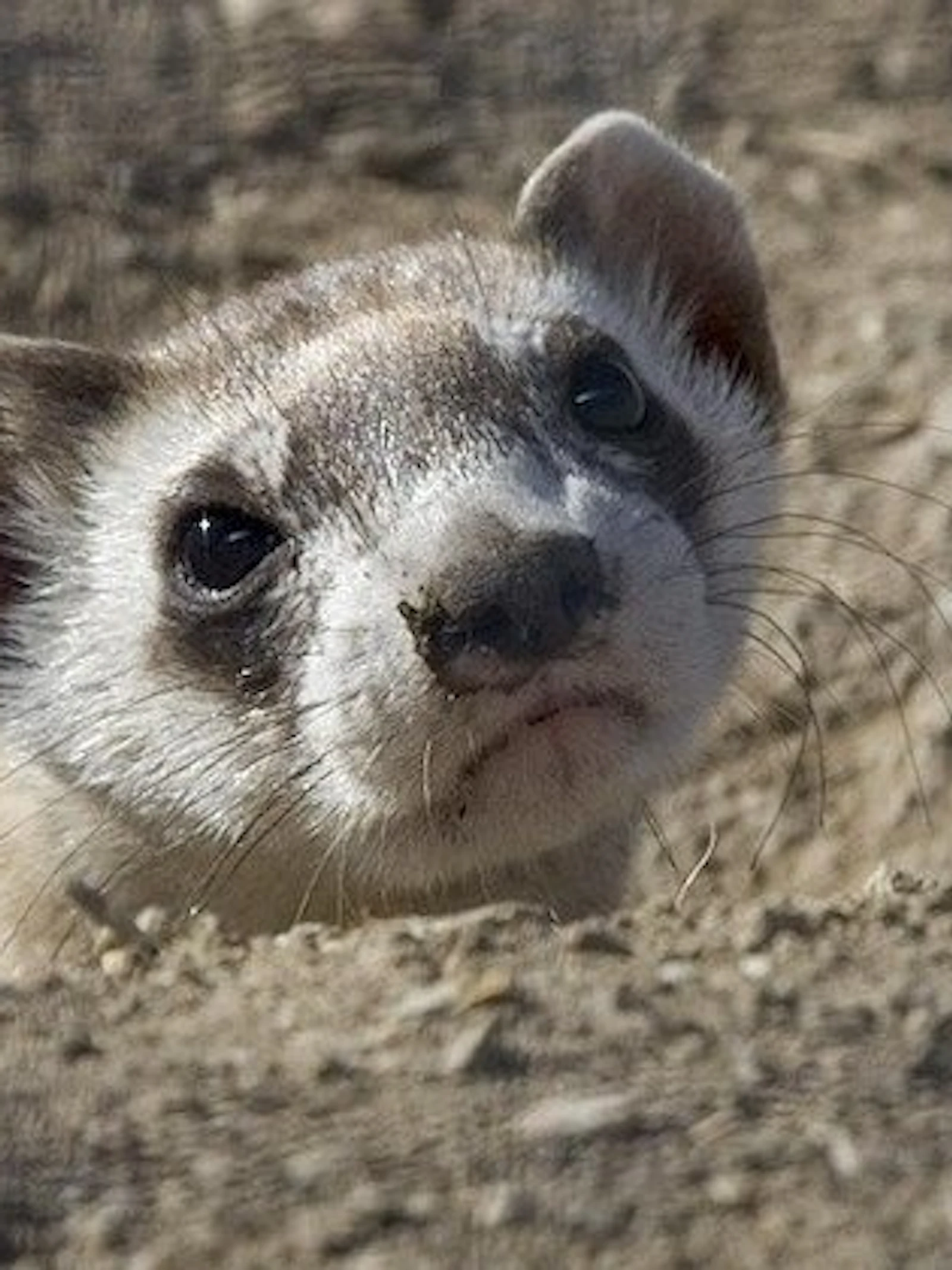 Bestudeer wilde dieren