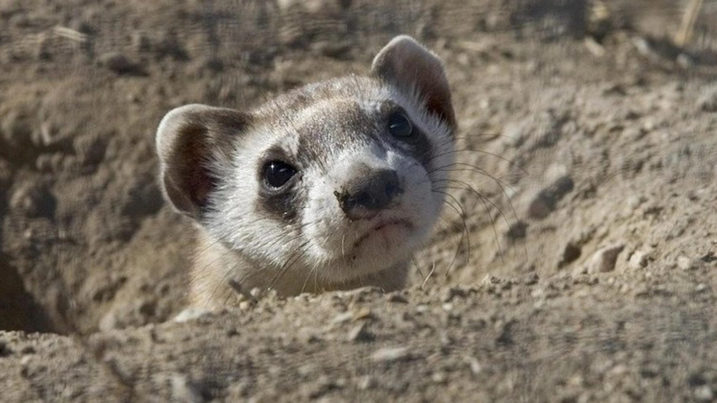 Bestudeer wilde dieren