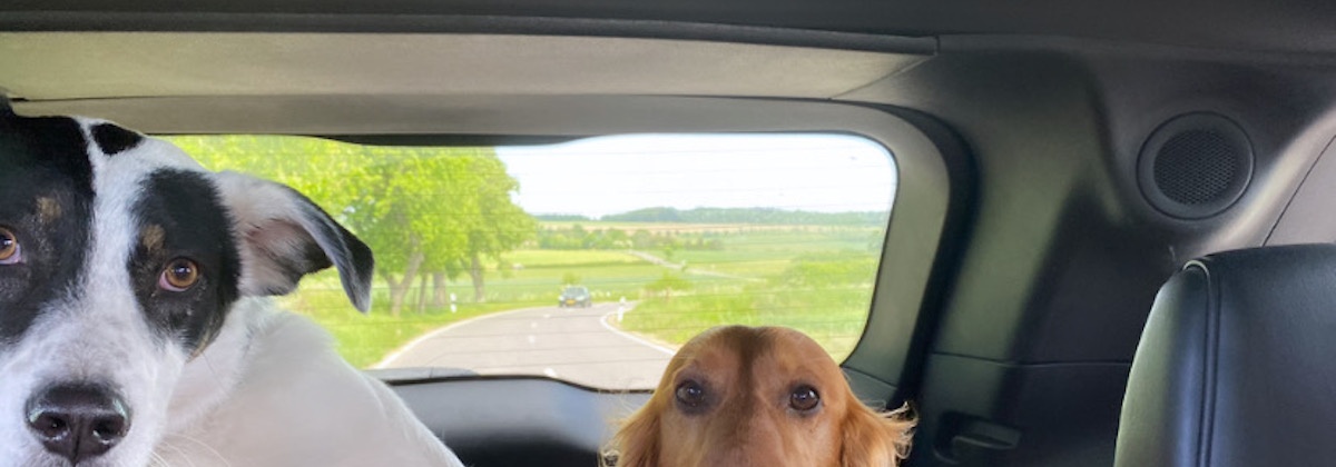 Welke persoonlijkheid heeft je hond?