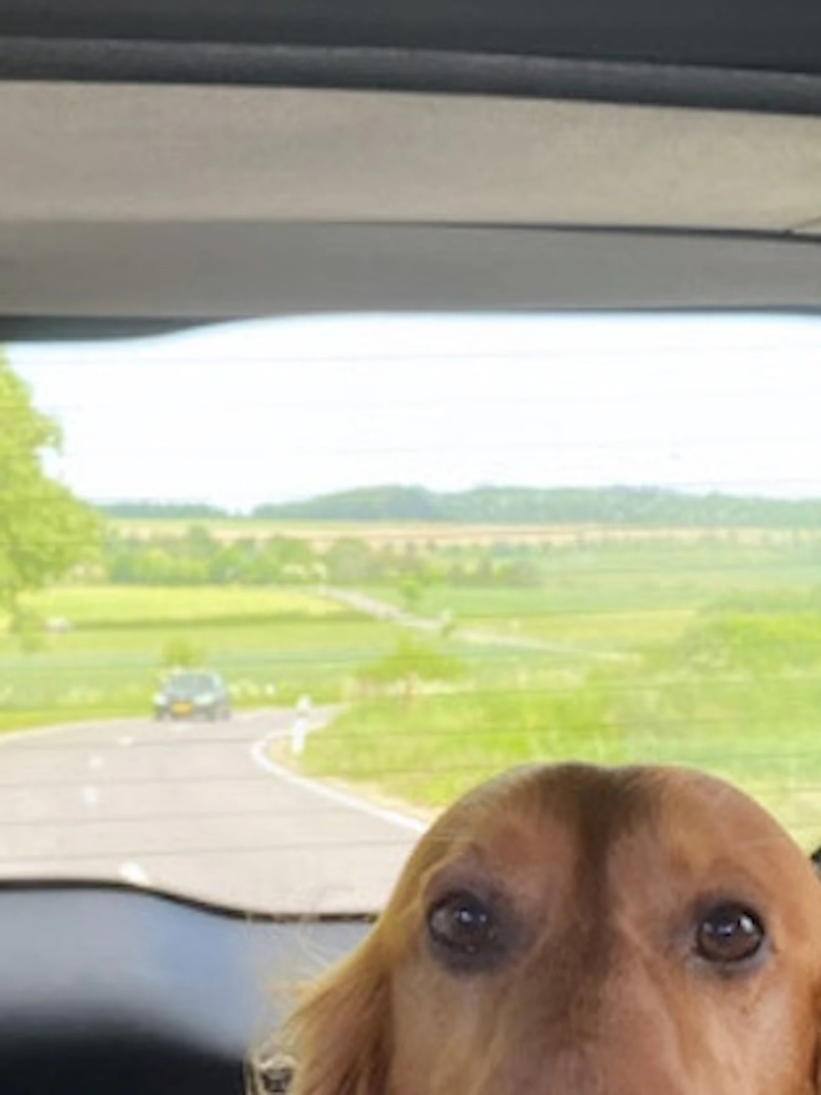Welke persoonlijkheid heeft je hond?