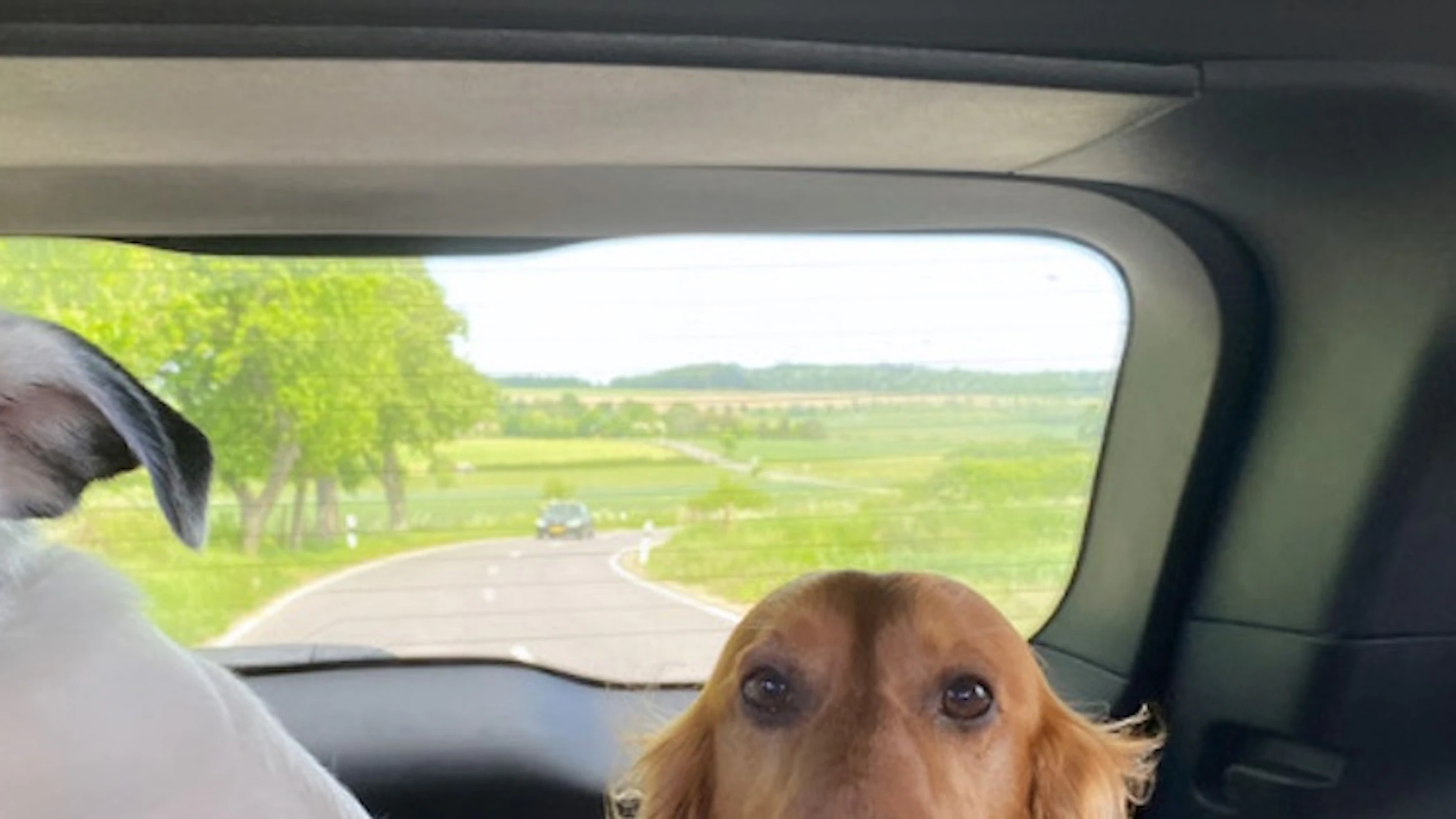 Welke persoonlijkheid heeft je hond?