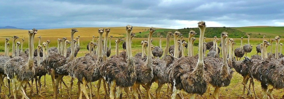 Ontdek de vogels van Afrika