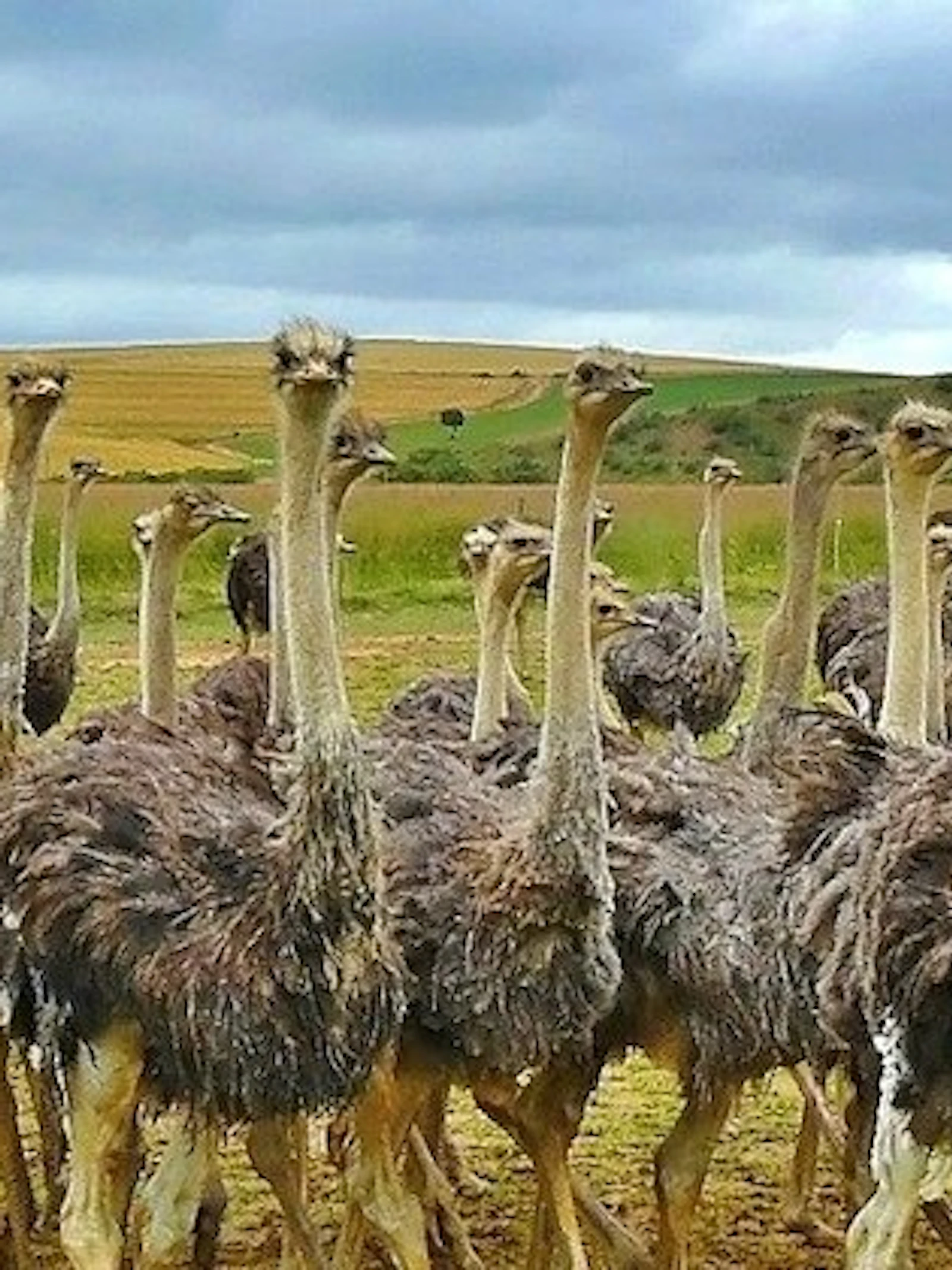 Ontdek de vogels van Afrika