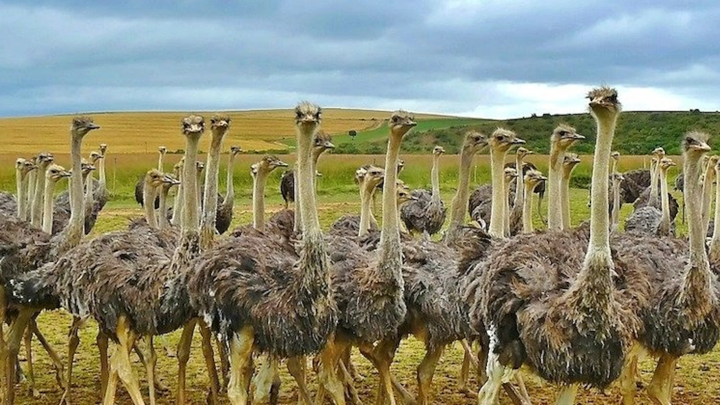 Ontdek de vogels van Afrika
