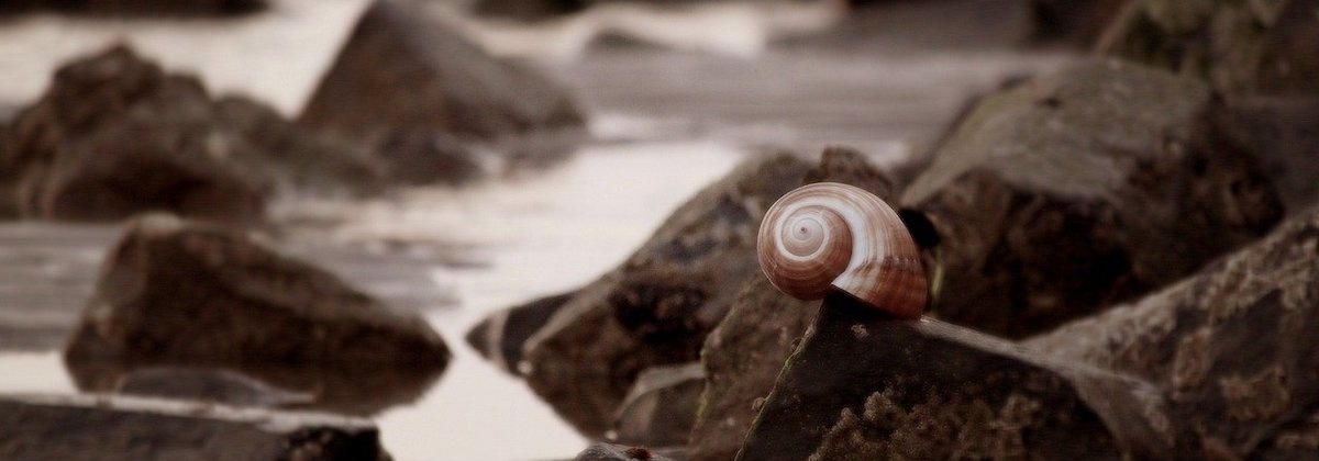 Wat leeft er in het zoutmoeras?