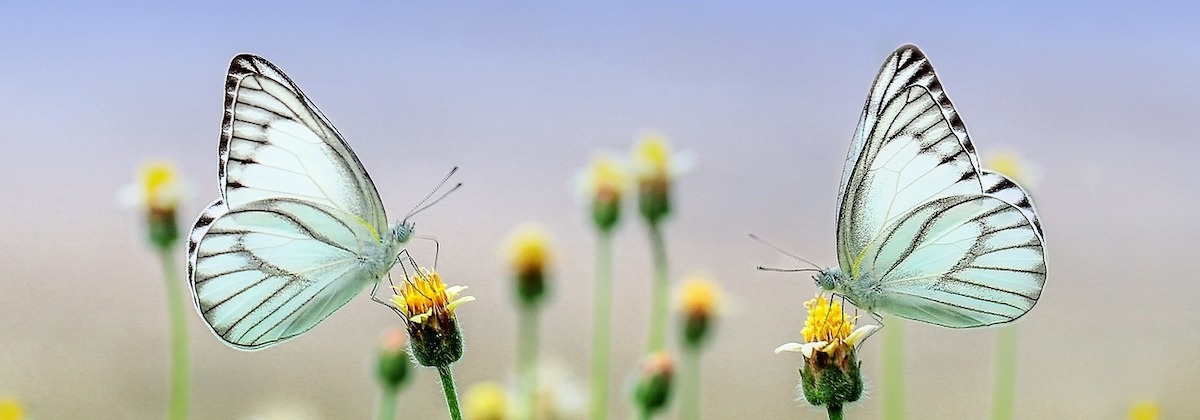 Maak kennis met insecten