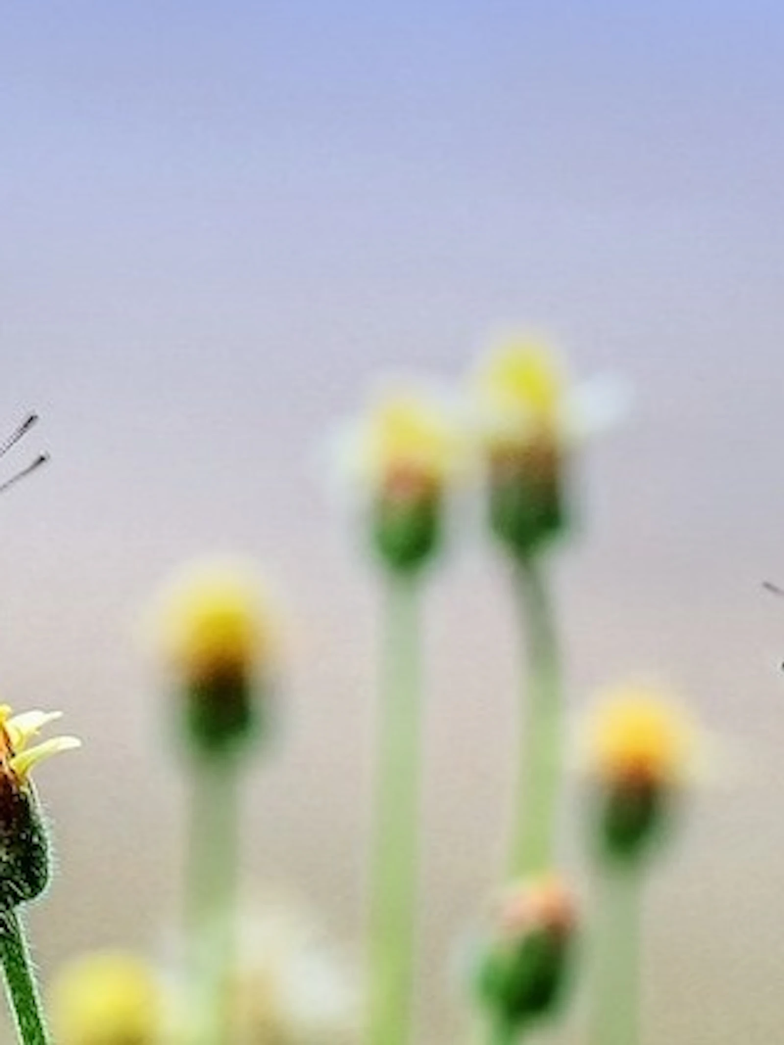 Maak kennis met insecten