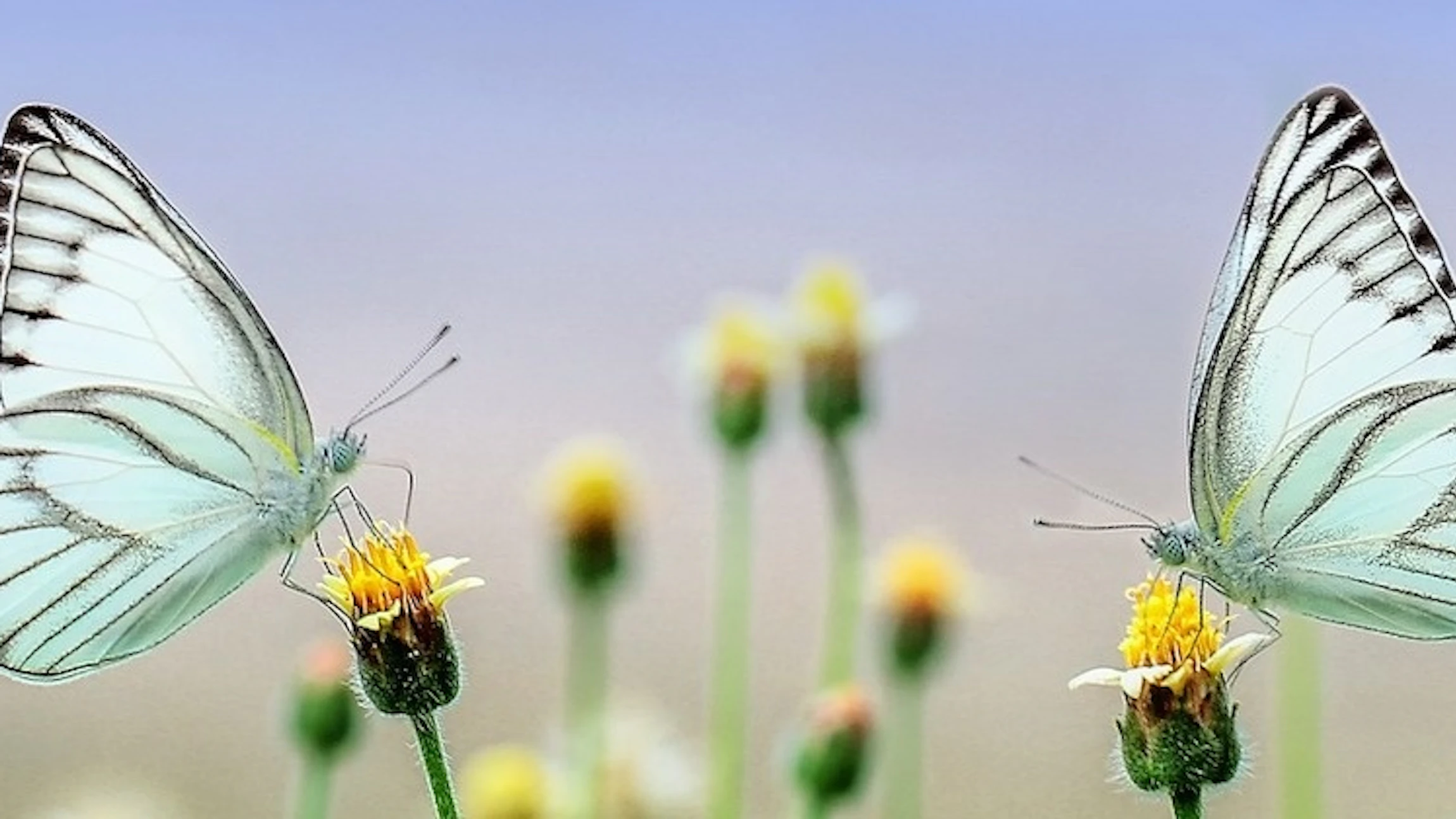 Maak kennis met insecten