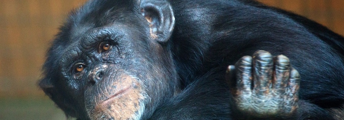 Meedoen begon uit nieuwsgierigheid naar citizen science