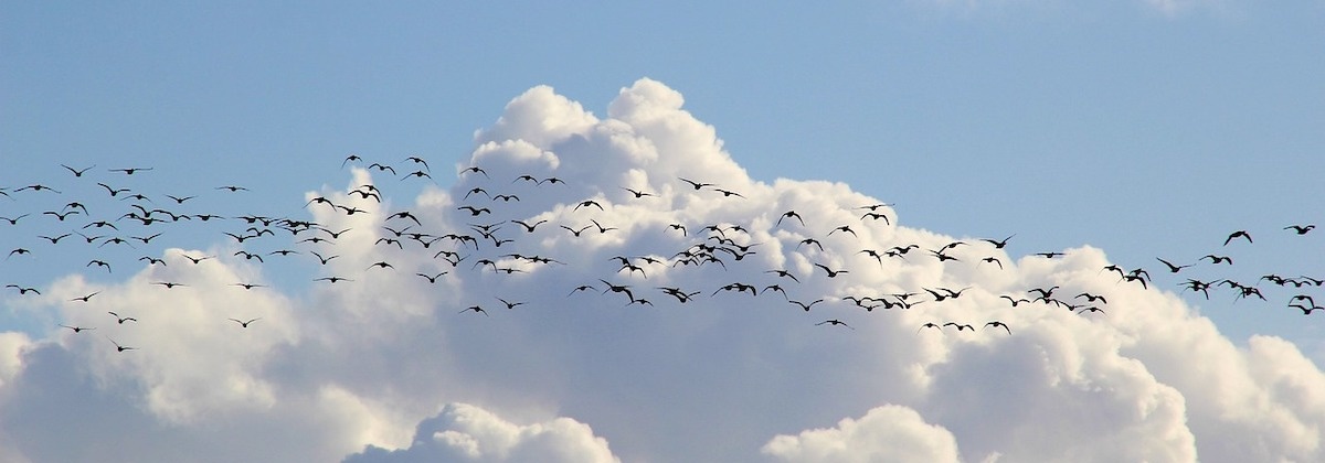 Trekvogels tellen