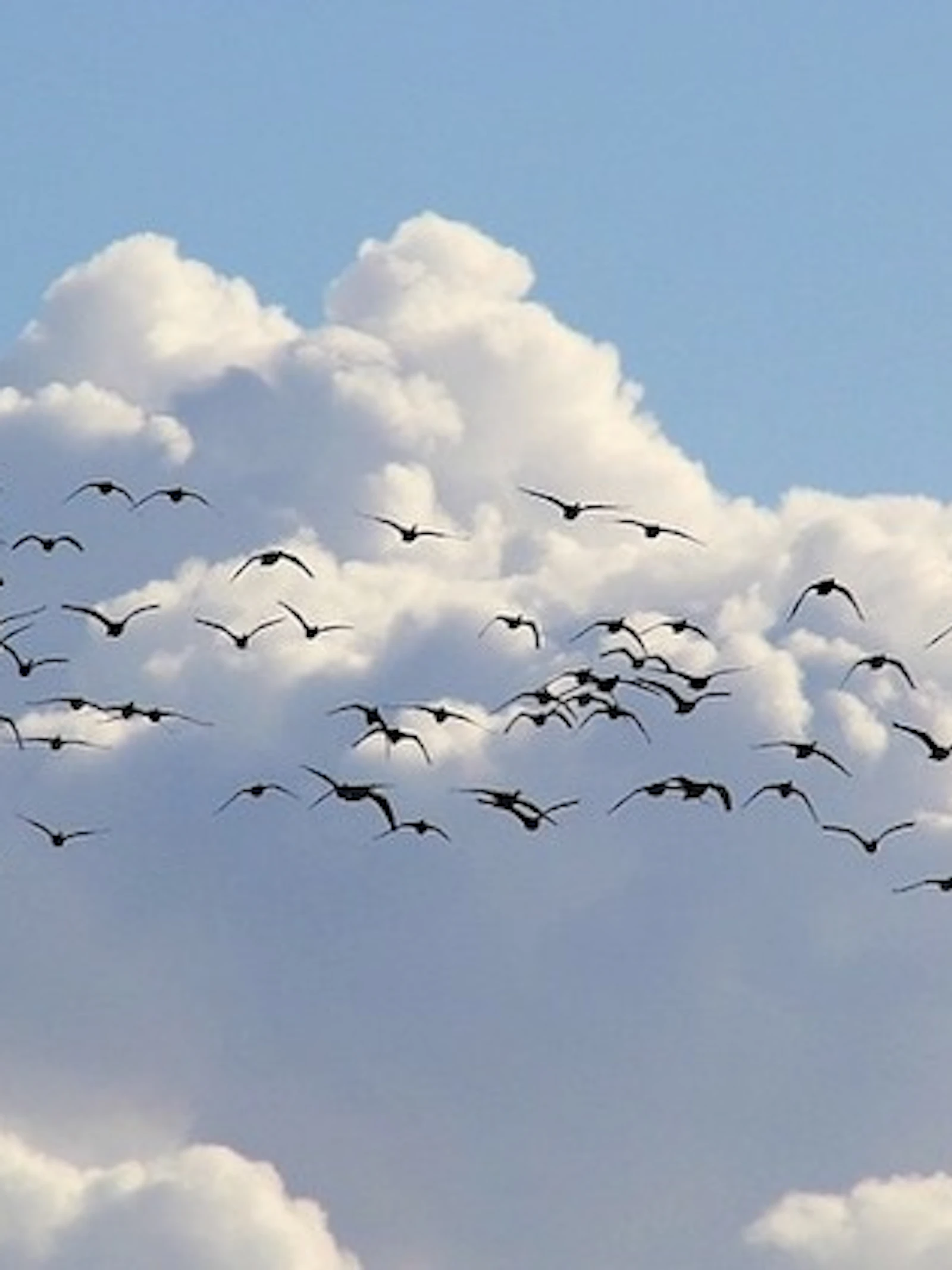 Trekvogels tellen