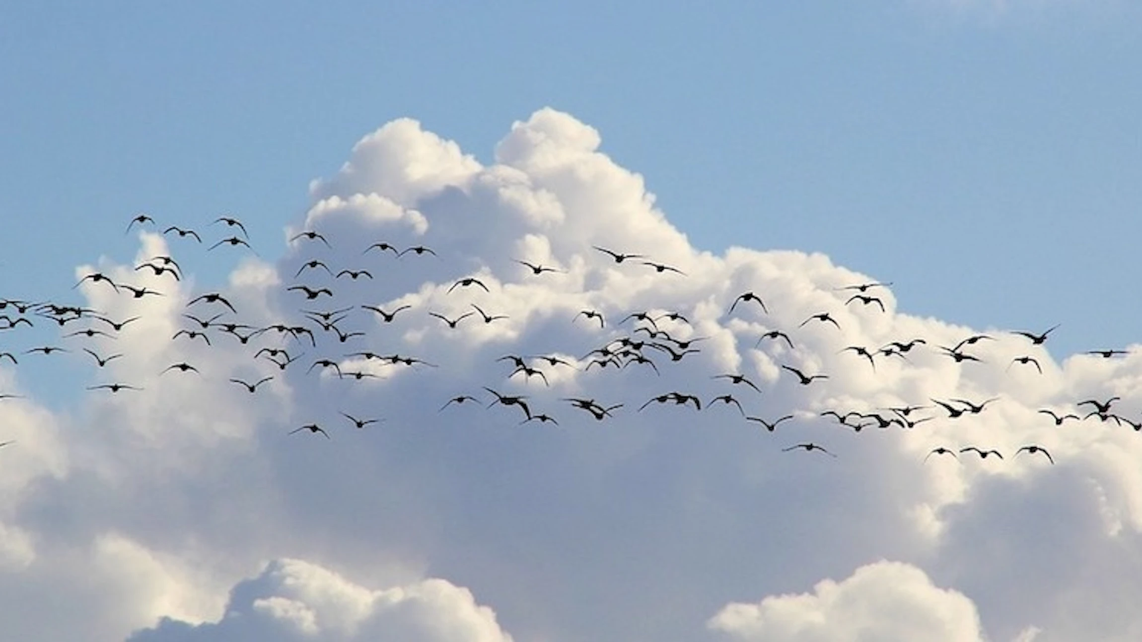 Trekvogels tellen