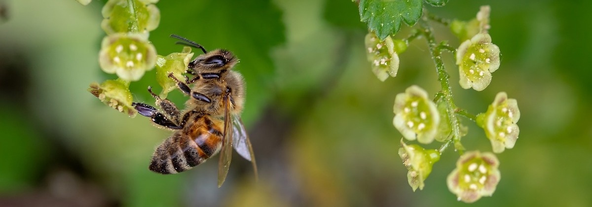 Tel het aantal dieren en planten