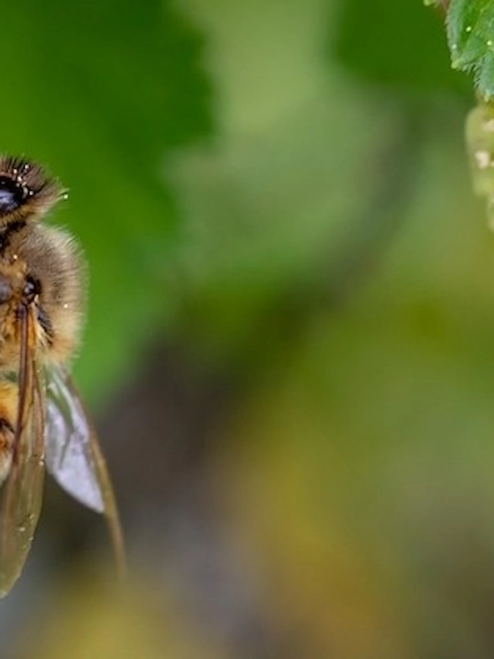 Tel het aantal dieren en planten