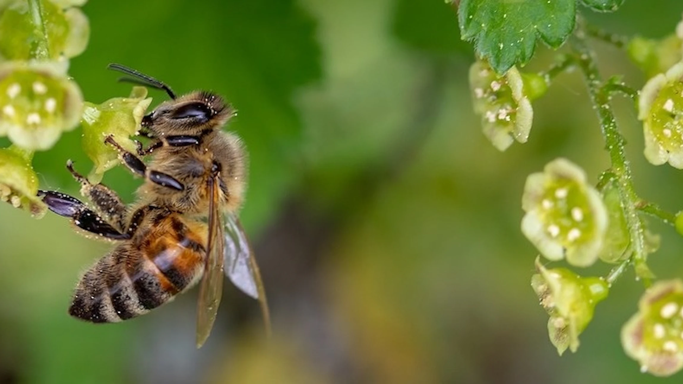 Tel het aantal dieren en planten