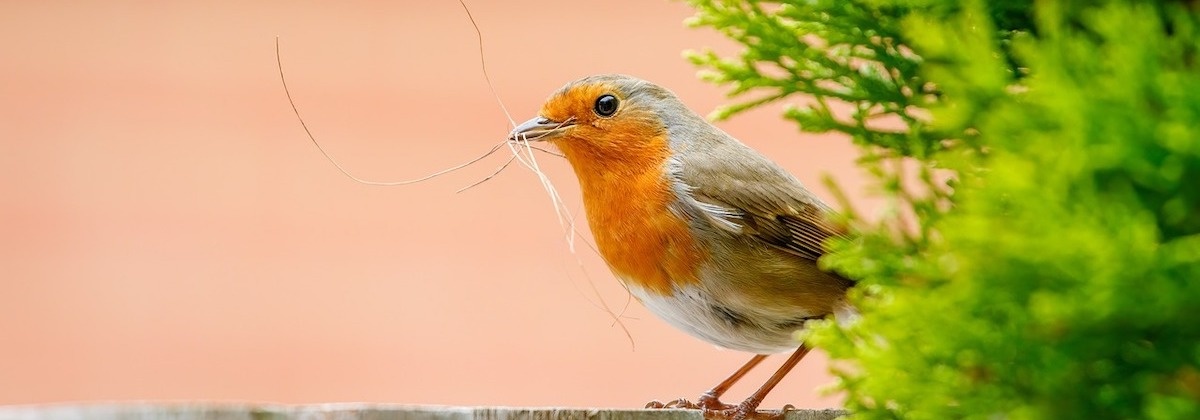 Word vogelteller