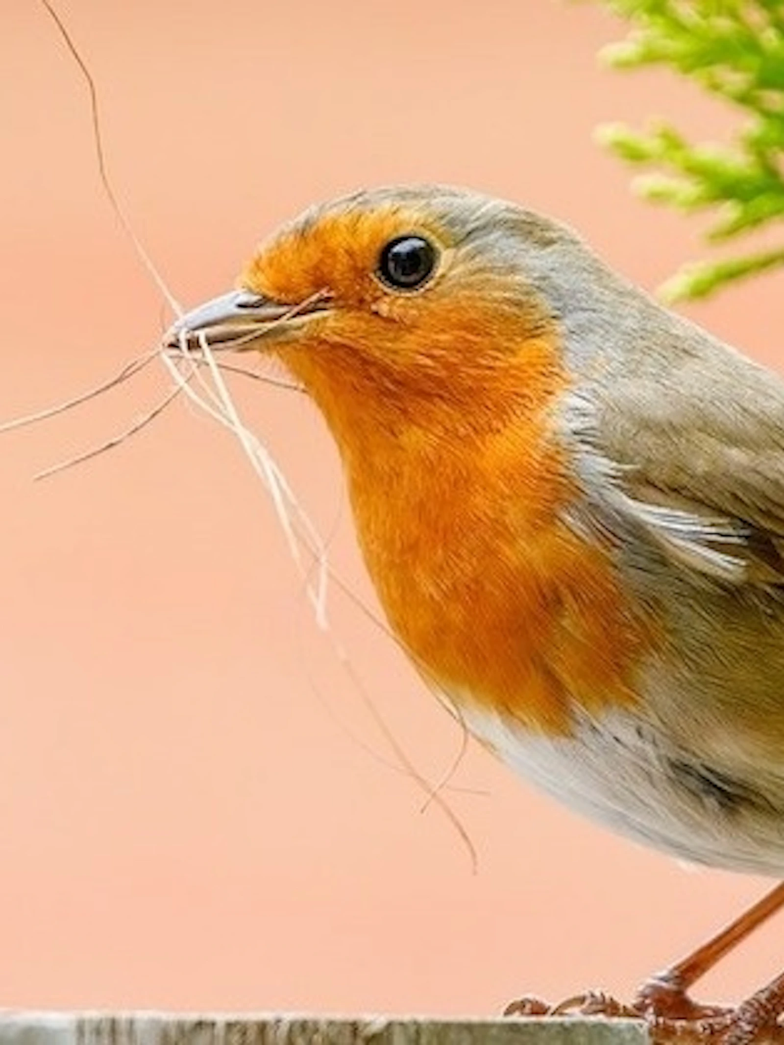 Word vogelteller