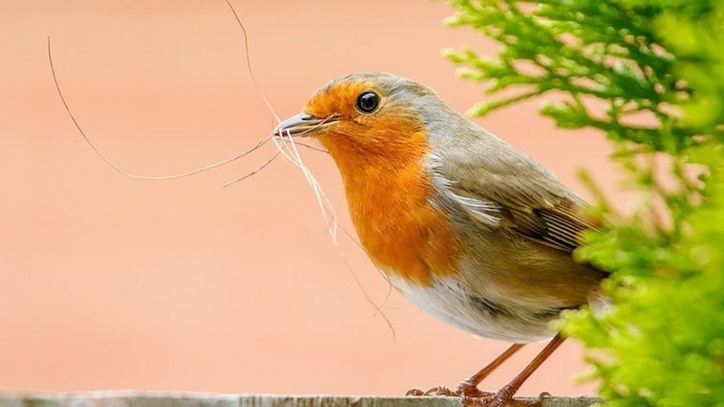 Word vogelteller