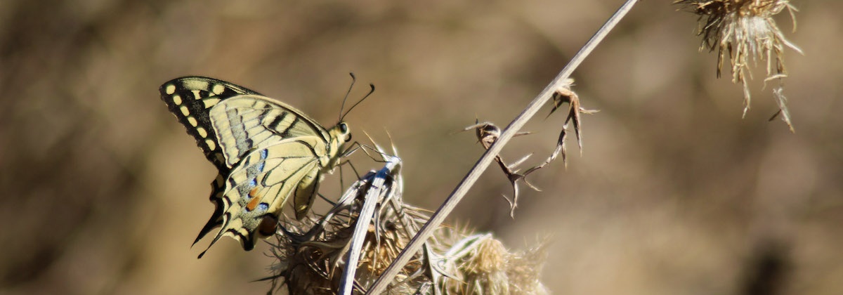 Word natuurspotter