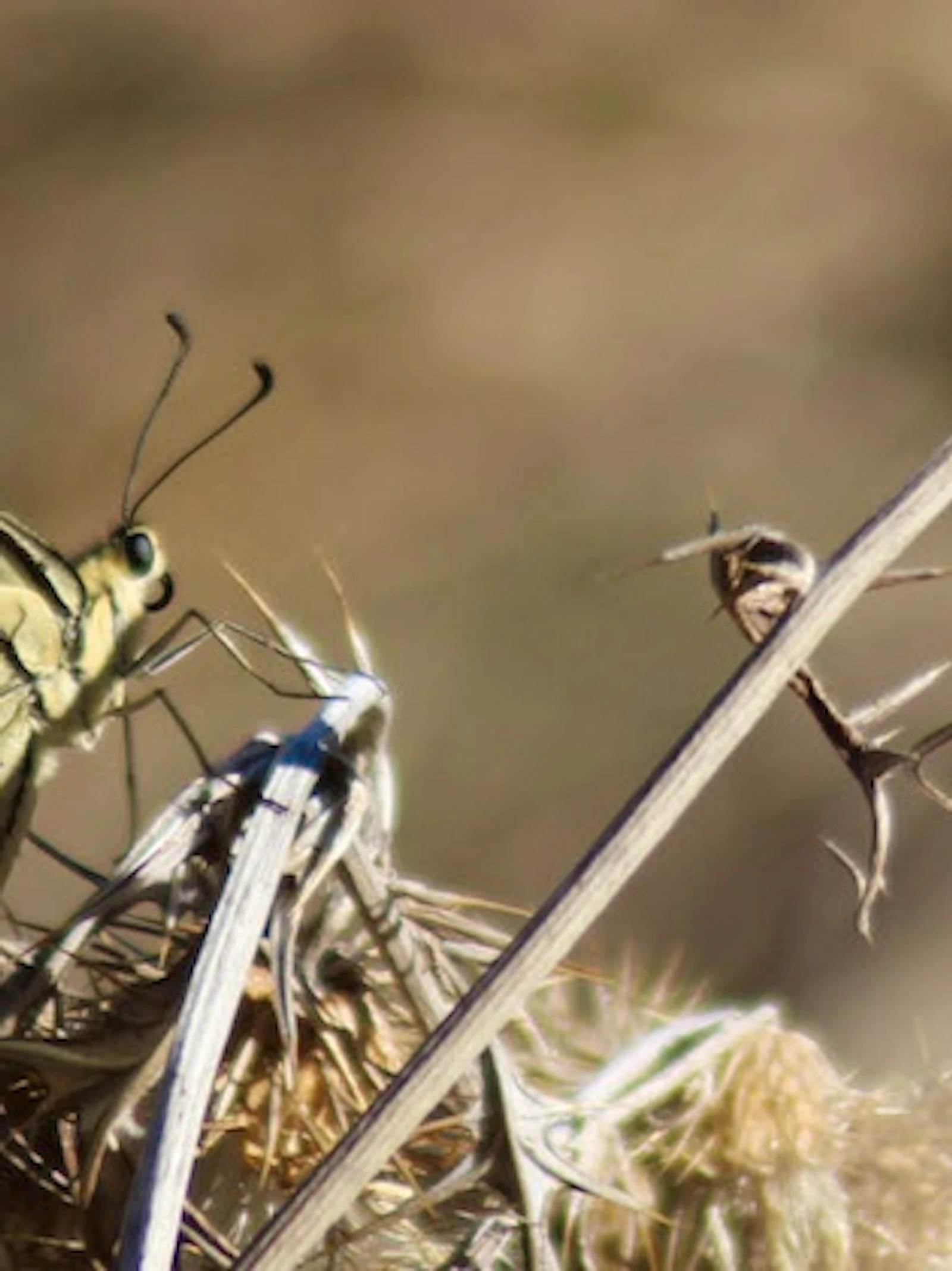 Word natuurspotter