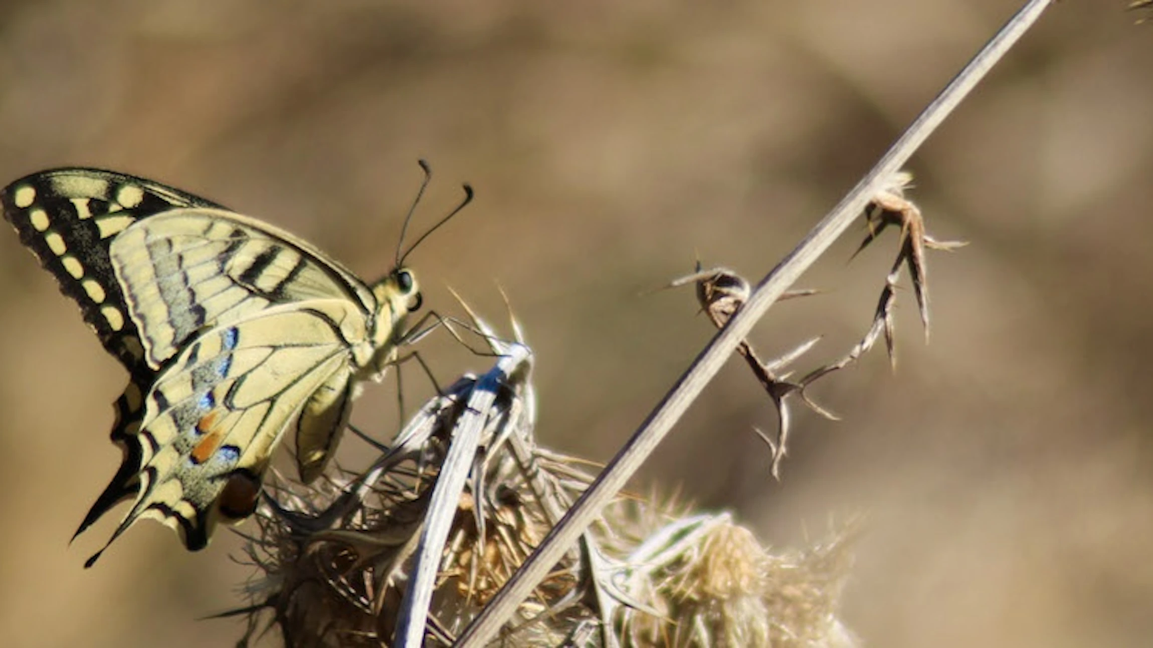Word natuurspotter