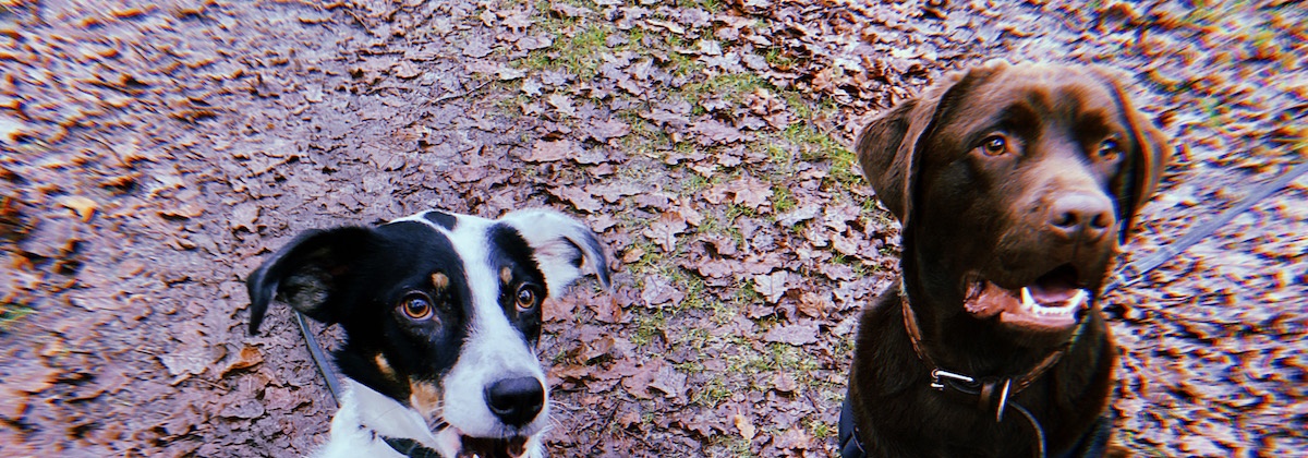 Hoe luid is jouw hond?