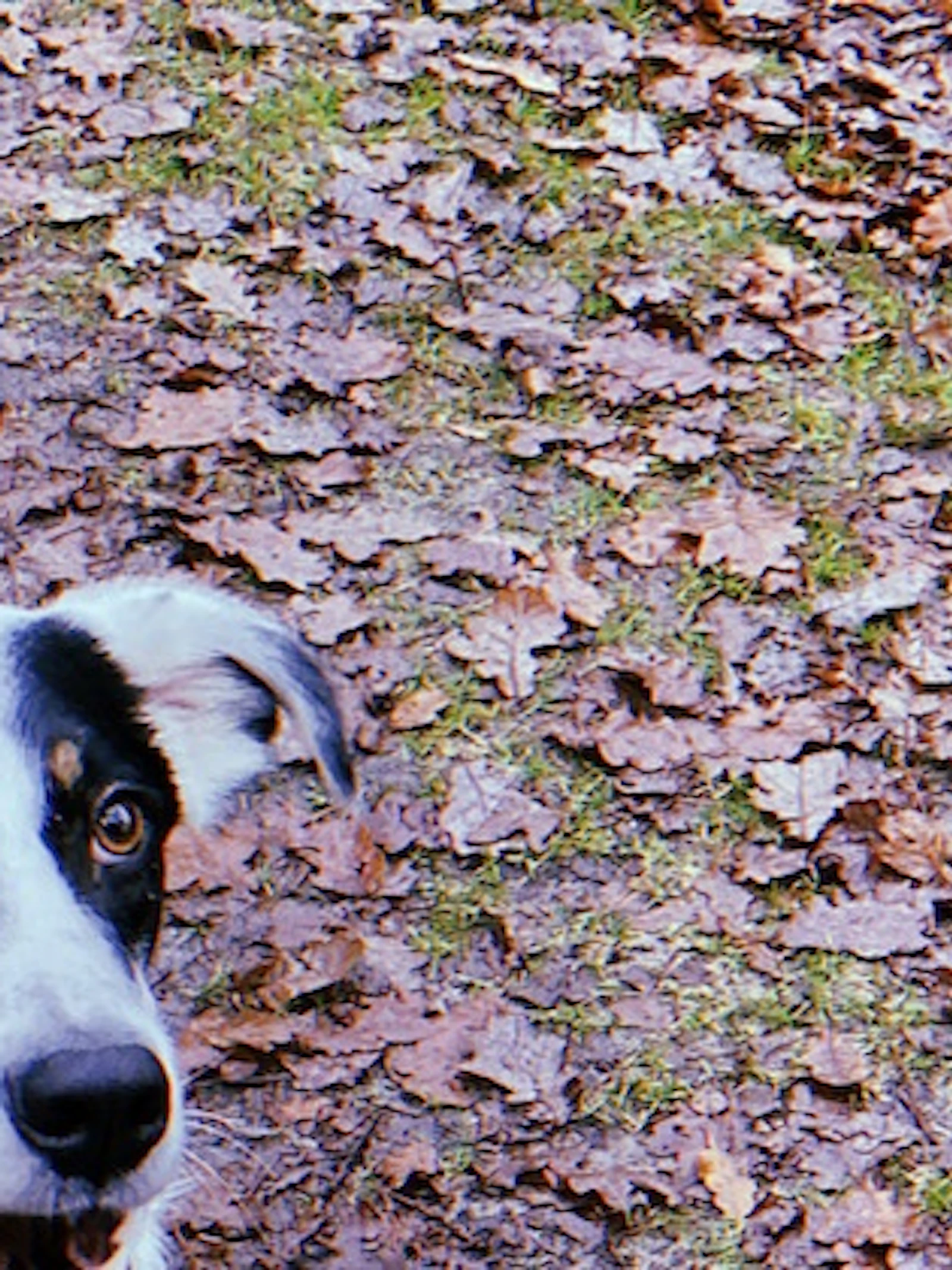 Hoe luid is jouw hond?