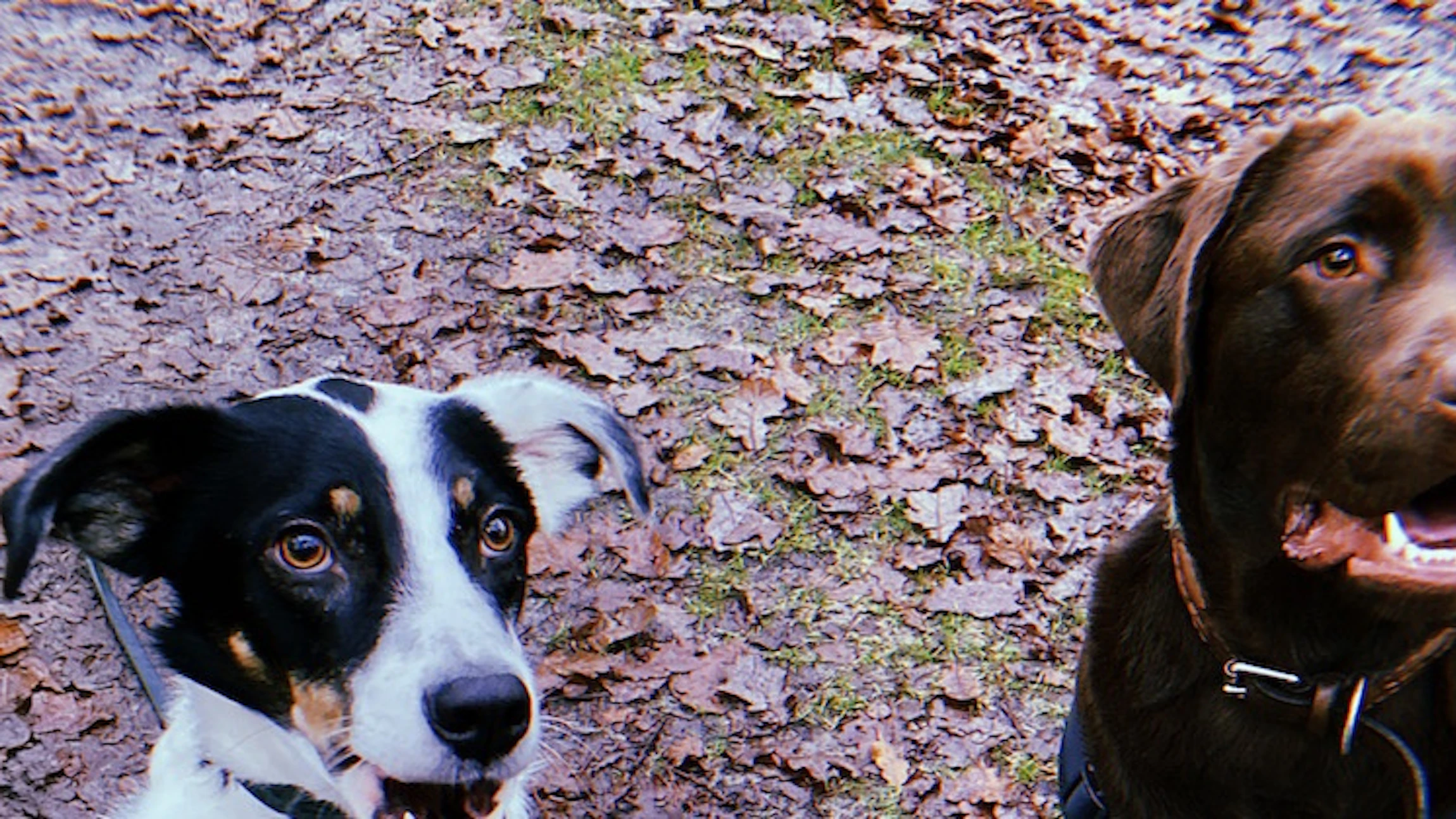 Hoe luid is jouw hond?