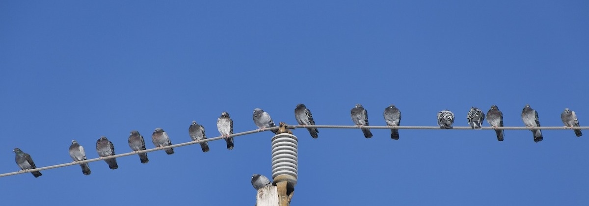 Voorkom dat vogels te pletter vliegen